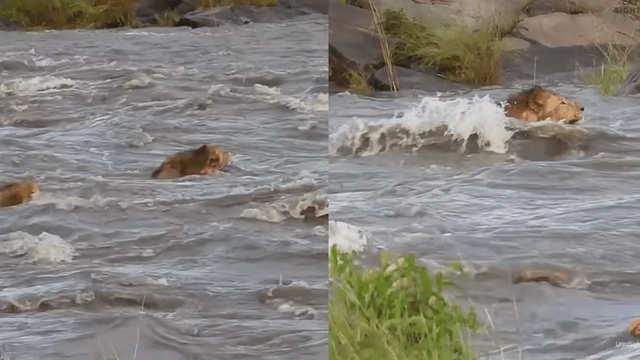 viral-video-lions-cross-raging-river-amused-netizens-recall-dory-just-keep-swimming-song